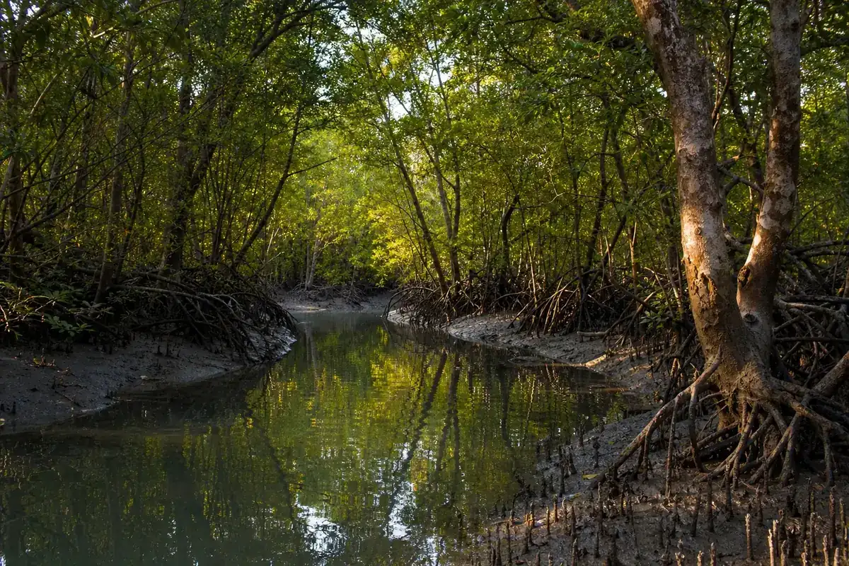 Forest in Bangladesh — Sundarbans, Khulna